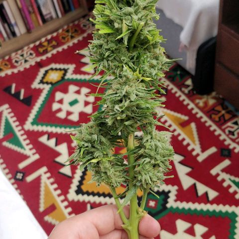Northern lights 11 semanas growlog timeline photo