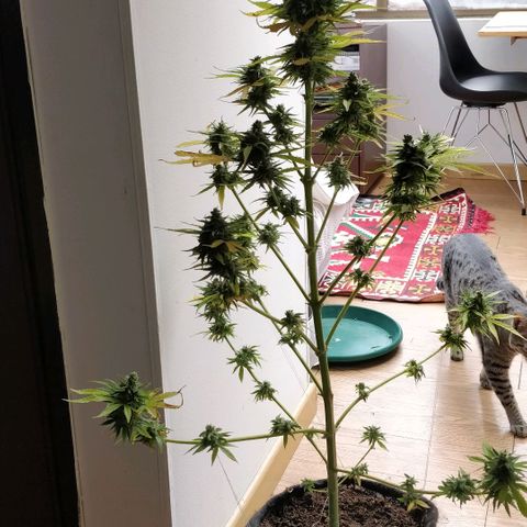 Northern lights 11 semanas growlog timeline photo