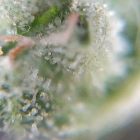 Northern lights 11 semanas growlog timeline photo