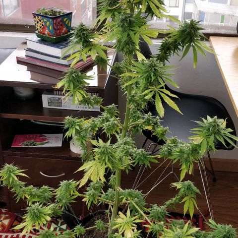 Royal Moby tiempo de floración 10 semanas growlog timeline photo