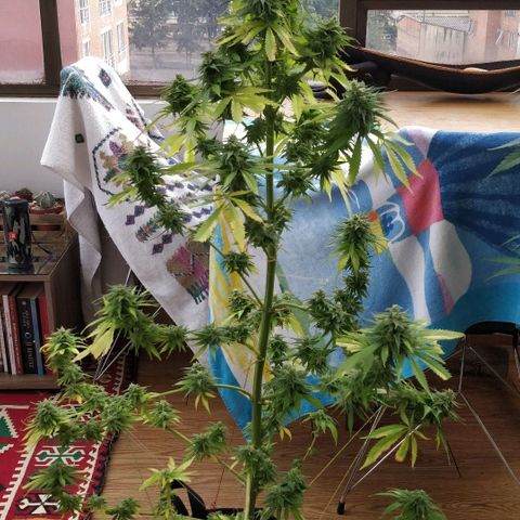 Royal Moby tiempo de floración 10 semanas growlog timeline photo