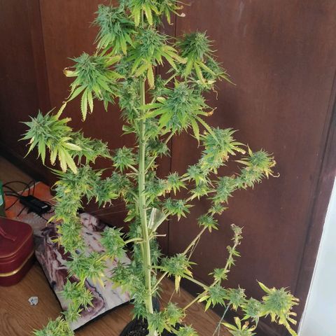 Royal Moby tiempo de floración 10 semanas growlog timeline photo