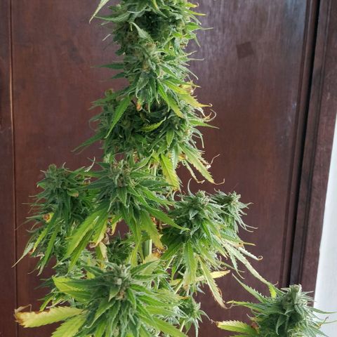 Royal Moby tiempo de floración 10 semanas growlog timeline photo