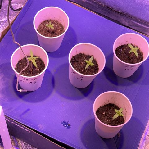 Tula skunk growlog timeline photo
