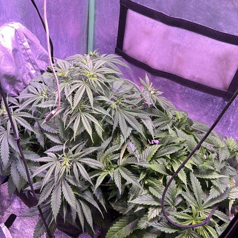 Tula skunk growlog timeline photo