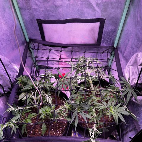 Tula skunk growlog timeline photo