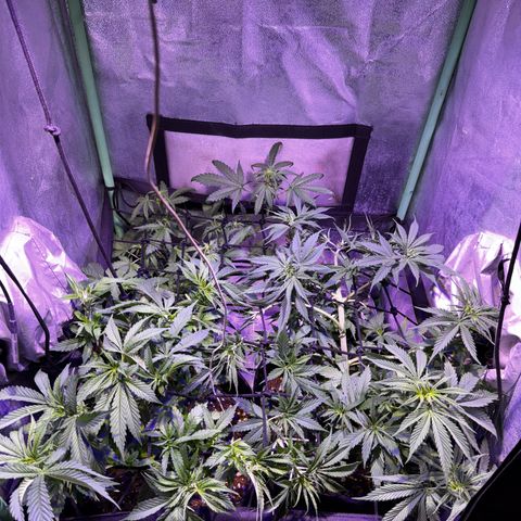 Tula skunk growlog photo: Poda + riego 