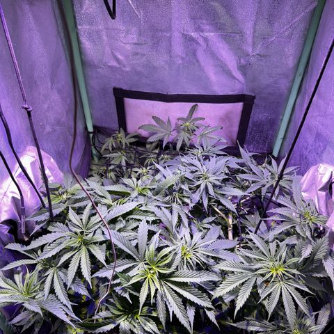 Tula skunk growlog photo: Poda + riego 