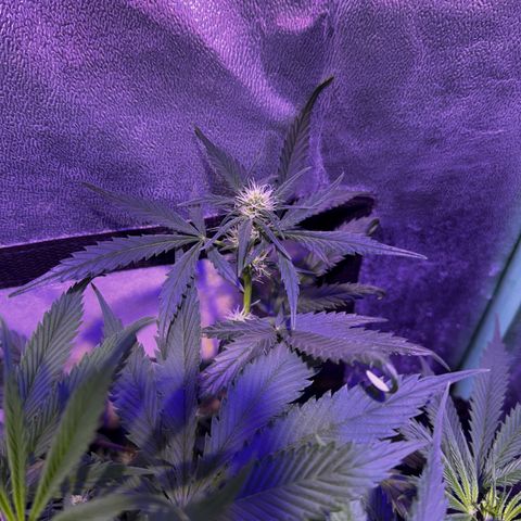 Tula skunk growlog timeline photo