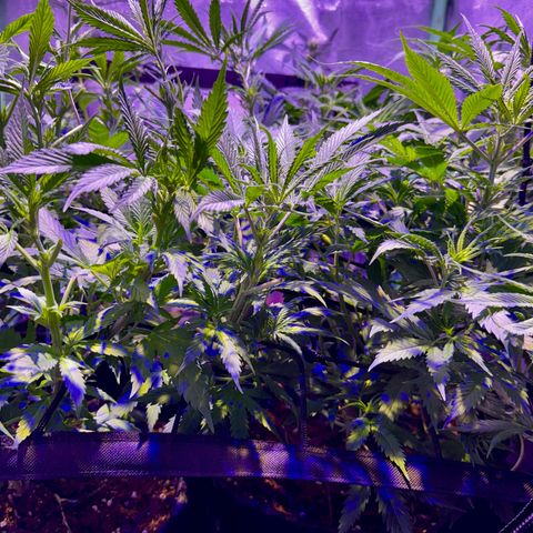 Tula skunk growlog timeline photo