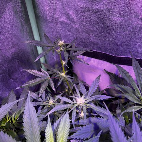 Tula skunk growlog timeline photo