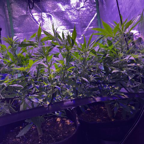 Tula skunk growlog timeline photo