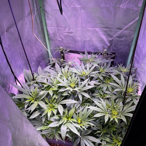 Tula skunk growlog timeline photo