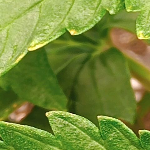 Penelope growlog timeline photo