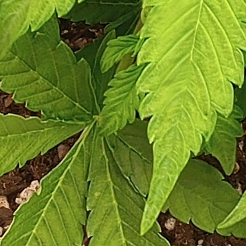 Penelope growlog timeline photo