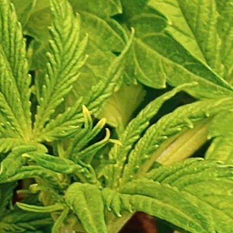 Penelope growlog timeline photo