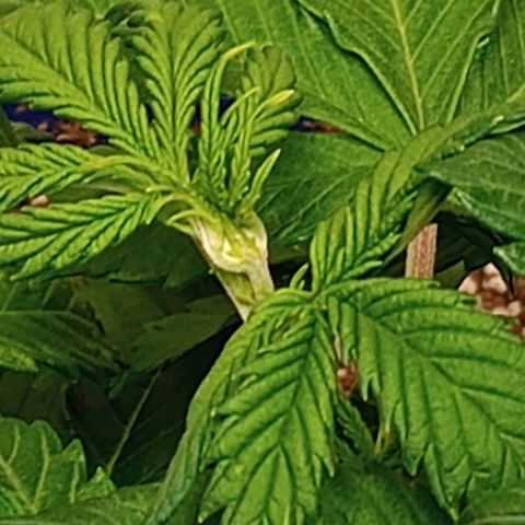 Penelope growlog timeline photo