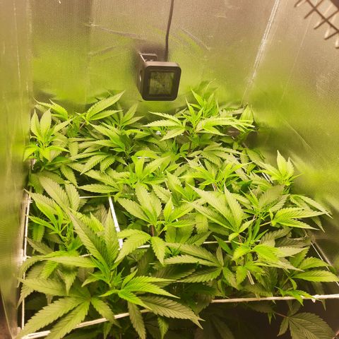 Linda Ariane Kush growlog timeline photo