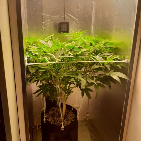 Linda Ariane Kush growlog photo: Adicionei um pouco mais de substrato.