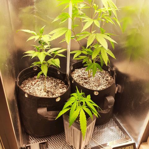 Linda Ariane Kush growlog timeline photo