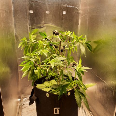 Linda Ariane Kush growlog timeline photo