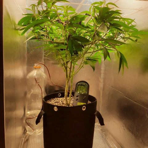 Linda Ariane Kush growlog timeline photo