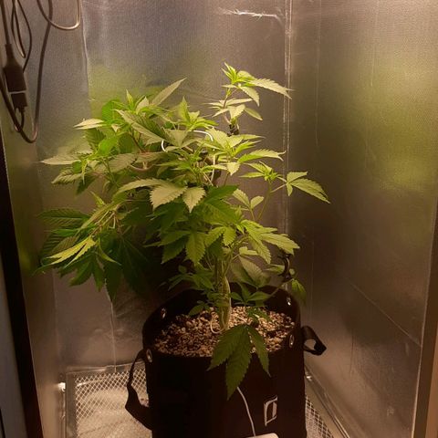 Linda Ariane Kush growlog timeline photo