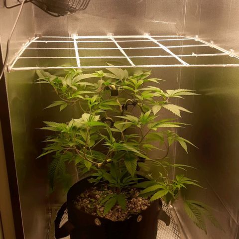 Linda Ariane Kush growlog timeline photo