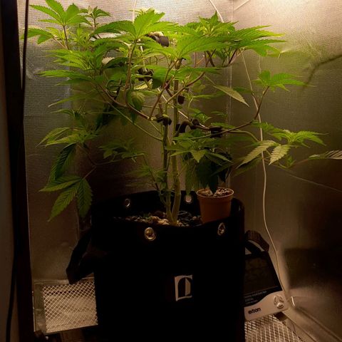 Linda Ariane Kush growlog timeline photo