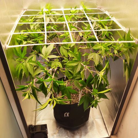 Linda Ariane Kush growlog timeline photo