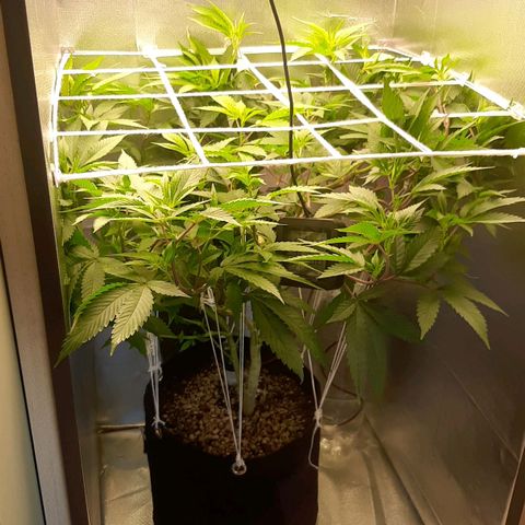 Linda Ariane Kush growlog timeline photo