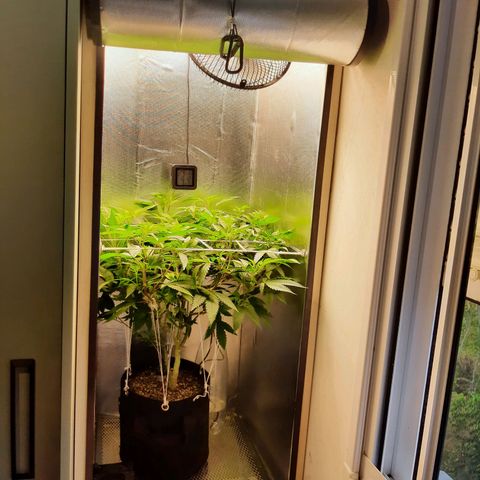 Linda Ariane Kush growlog timeline photo
