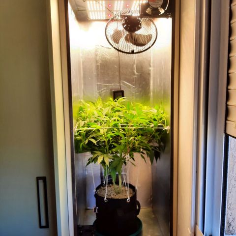 Linda Ariane Kush growlog photo: Novo scrog