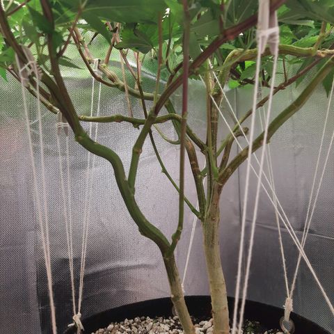 Linda Ariane Kush growlog timeline photo