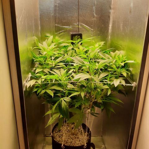 Linda Ariane Kush growlog timeline photo