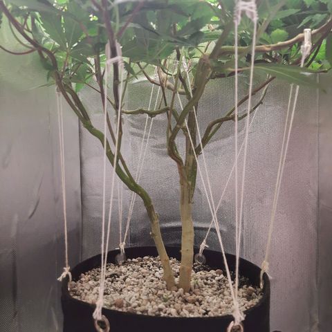 Linda Ariane Kush growlog timeline photo
