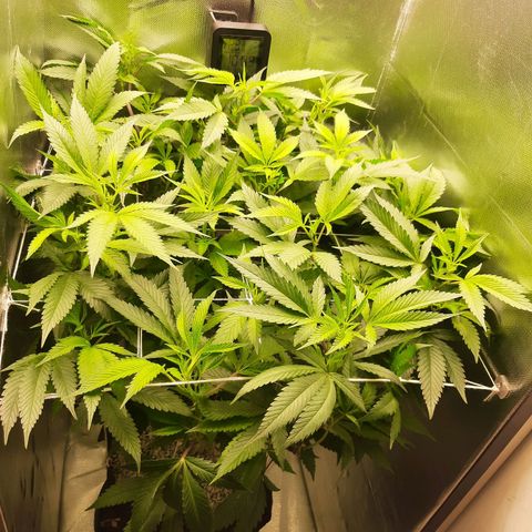 Linda Ariane Kush growlog timeline photo