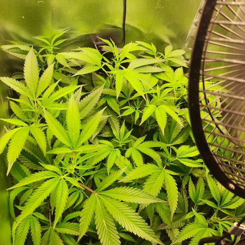 Linda Ariane Kush growlog timeline photo