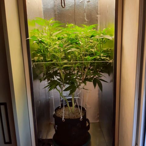 Linda Ariane Kush growlog timeline photo