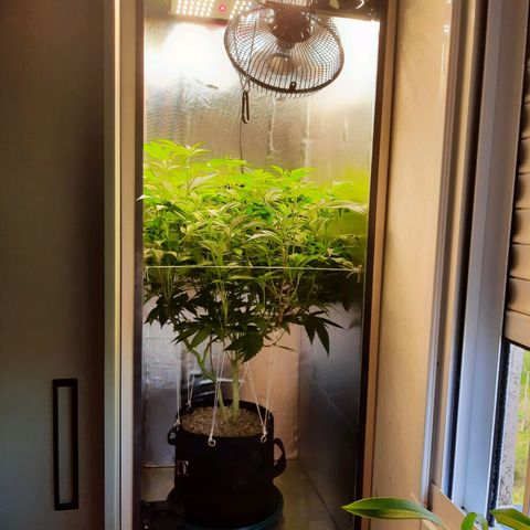 Linda Ariane Kush growlog timeline photo