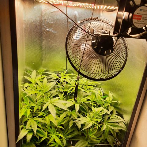 Linda Ariane Kush growlog timeline photo