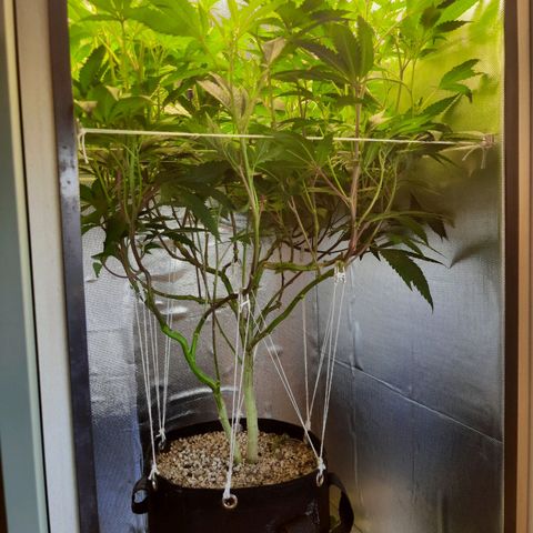 Linda Ariane Kush growlog timeline photo