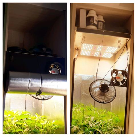 Linda Ariane Kush growlog timeline photo