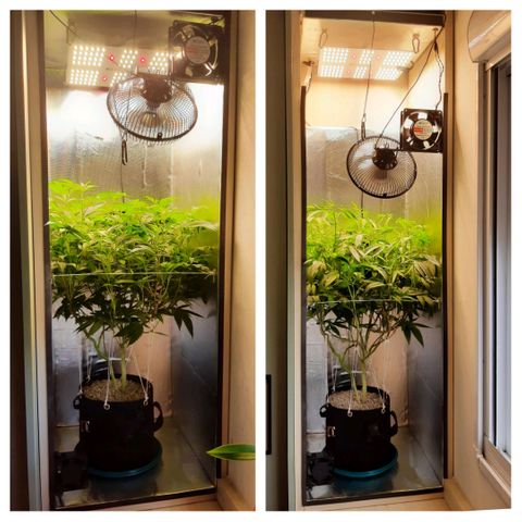 Linda Ariane Kush growlog timeline photo
