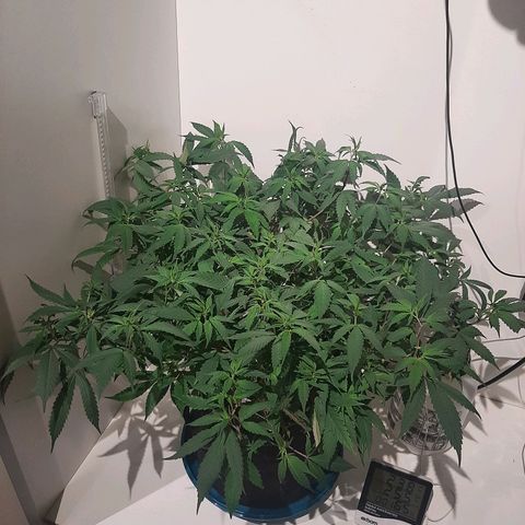 CBD growlog timeline photo