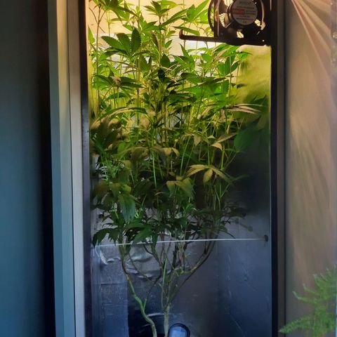 Linda Ariane Kush growlog timeline photo