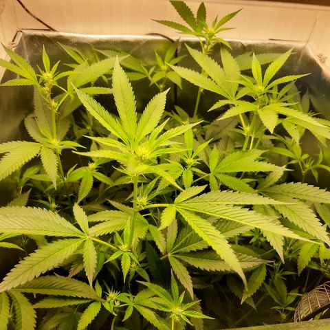Linda Ariane Kush growlog timeline photo