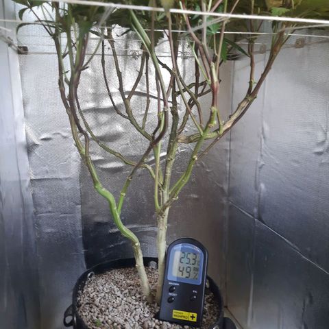 Linda Ariane Kush growlog timeline photo