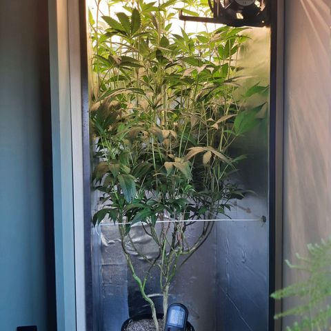 Linda Ariane Kush growlog timeline photo