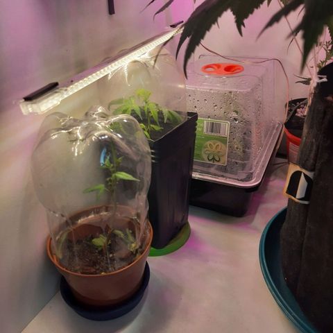 Linda Ariane Kush growlog timeline photo